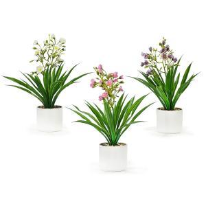 Orchidea con vaso diametro 12 cm.